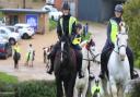 Horses in Havenstreet on Remembrance Sunday