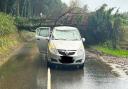 A pensioner had a lucky escape when a massive tree fell on her car while driving.