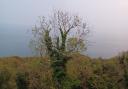 One of Lori Little's favourite views over Bonchurch Landslip. Photo taken in September