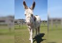 Prentice the donkey at the Wroxall-based Sanctuary