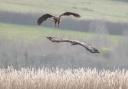 White-tailed eagle project update after major milestone last year WATCH HERE