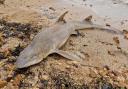 Smooth-hound washed up on beach