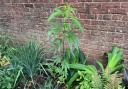 The cannabis plant growing in a flower bed in Ryde.