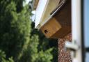 Adult Swift looking out of a nestbox