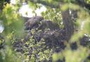 White-tailed eagle chicks in a nest.