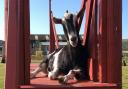 Tapnell Farm's goat, Britt has died