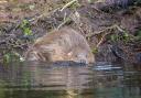 A pair of Eurasian beavers after being released on the National Trust Holnicote Estate on Exmoor in Somerset.