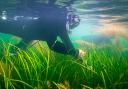 Scientists gathering seagrass seed at Seaview, Isle of Wight.