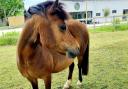 GG the pony who died after being struck by lightning.