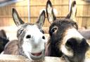 Frankie and Eiffion at the Isle of Wight Donkey Sanctuary, Wroxall.