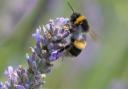 Bumblebee on lavender