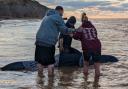 The whale being helped back into the sea.