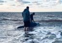 Whale stranded on Isle of Wight beach UPDATES