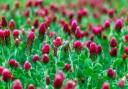 Green manure crimson clover