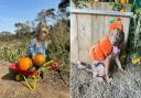 Westover Farm is opening its pumpkin patch to visitors.