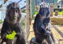 Javan langur Treacle at the IW Primate Rescue Centre