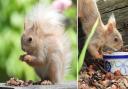 A blonde squirrel spotted at Ventnor Botanic Garden