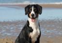 A dog at the beach