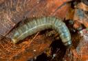 Larvae of a cranefly.