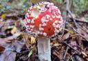 Fly Agaric in Parkhurst Forest