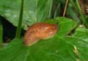 Slug on a leaf.