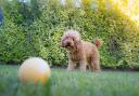 dog on a lawn with a ball.