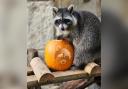 The raccoon went missing on the Isle of Wight last Thursday (October 31)