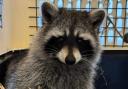 The second runaway raccoon recovered.