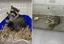 A third raccoon was caught by Amazon World in the early hours of this morning (Monday November 4)