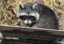 The final raccoon found safe and well.