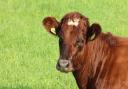 A case of bluetongue has been recorded in one bovine on the Island