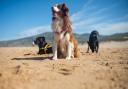 Dogs could be excluded from selected beaches between May 1 and September 30.