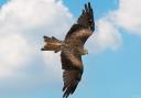 A falcon flying over Robin Hill.