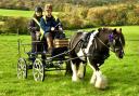 A beautiful Shire horse at Havenstreet's special memorial event for horses that died during warfare.