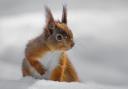 A squirrel in the snow.