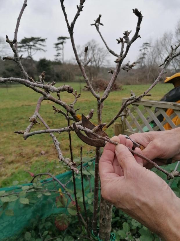 Isle of Wight County Press: Pruning surplus branches to create a goblet shape.