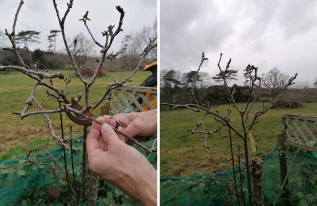 Get pruning right for the best fruit yields