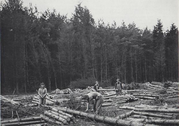 Isle of Wight County Press: Lumberjills at work on the Isle of Wight. Photo: Joanna Foat.
