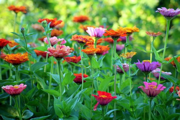 Isle of Wight County Press: Colourful flowers (Canva)