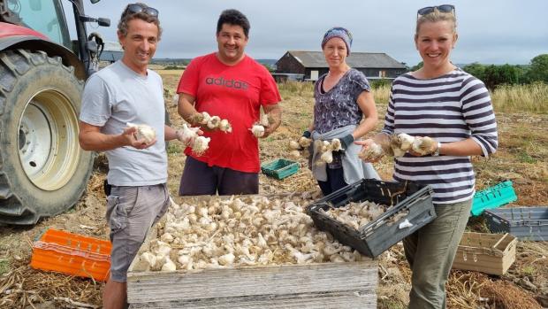 Isle of Wight County Press: Harvesting at the Garlic Farm. From left, Barnaby Edwards, joint managing director, Feras Al O’Baidi, farm manager, Joanna Hambleton, field worker, and Natasha Edwards, joint managing director. 