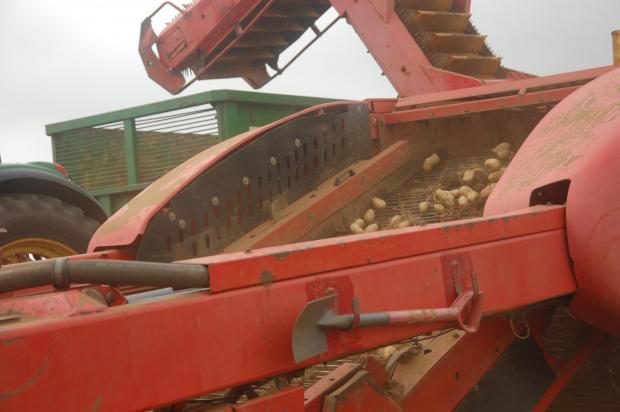 Isle of Wight County Press: Potatoes being harvested by John Knox Farms.