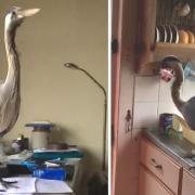 The heron made itself at home in Ryde - to the householder's shock!