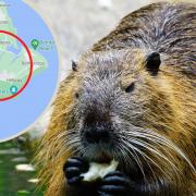 Will beavers make their home on the Isle of Wight? Photo by Pixabay.
