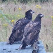 White-tailed eagles that have been released on the Isle of Wight. Picture: Forestry England.