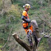 Work to manage ash dieback. Picture by National Trust Images/Adam Kirkland.