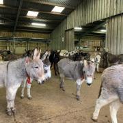 Donkeys at the Isle of Wight Donkey Sanctuary.