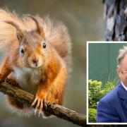 A Red Squirrel on the Isle of Wight. Inset: Alan Titchmarsh.