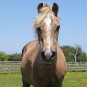 Delilah was the oldest pony at the Sanctuary