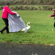 Charity rescues underweight swan found in road