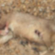 Popular Island attraction warns visitors about dead deer found on beach
